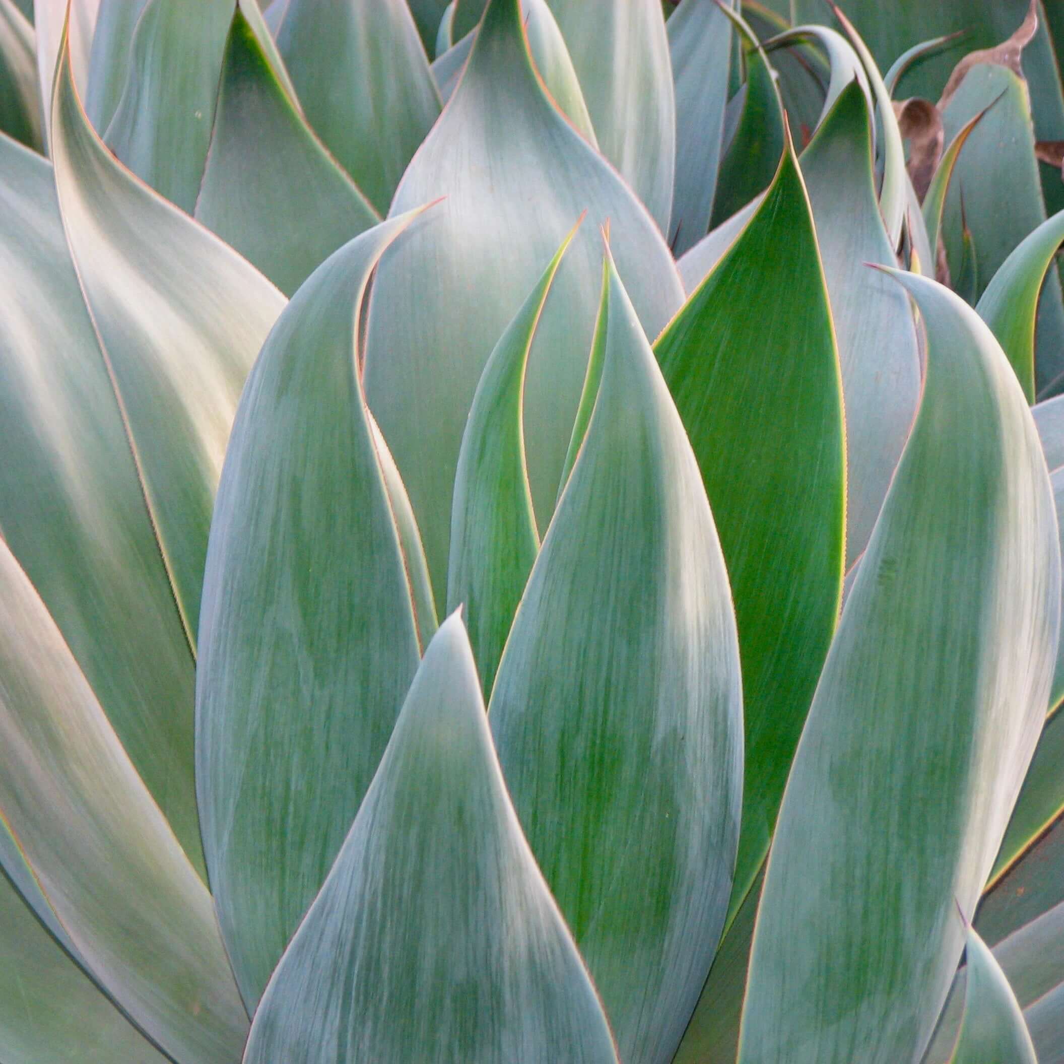 Agave Blue Flame (7823948349695)